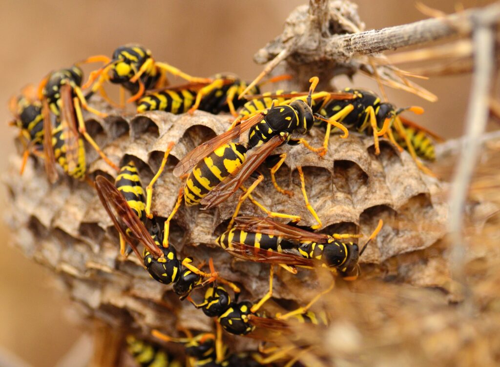 Ant