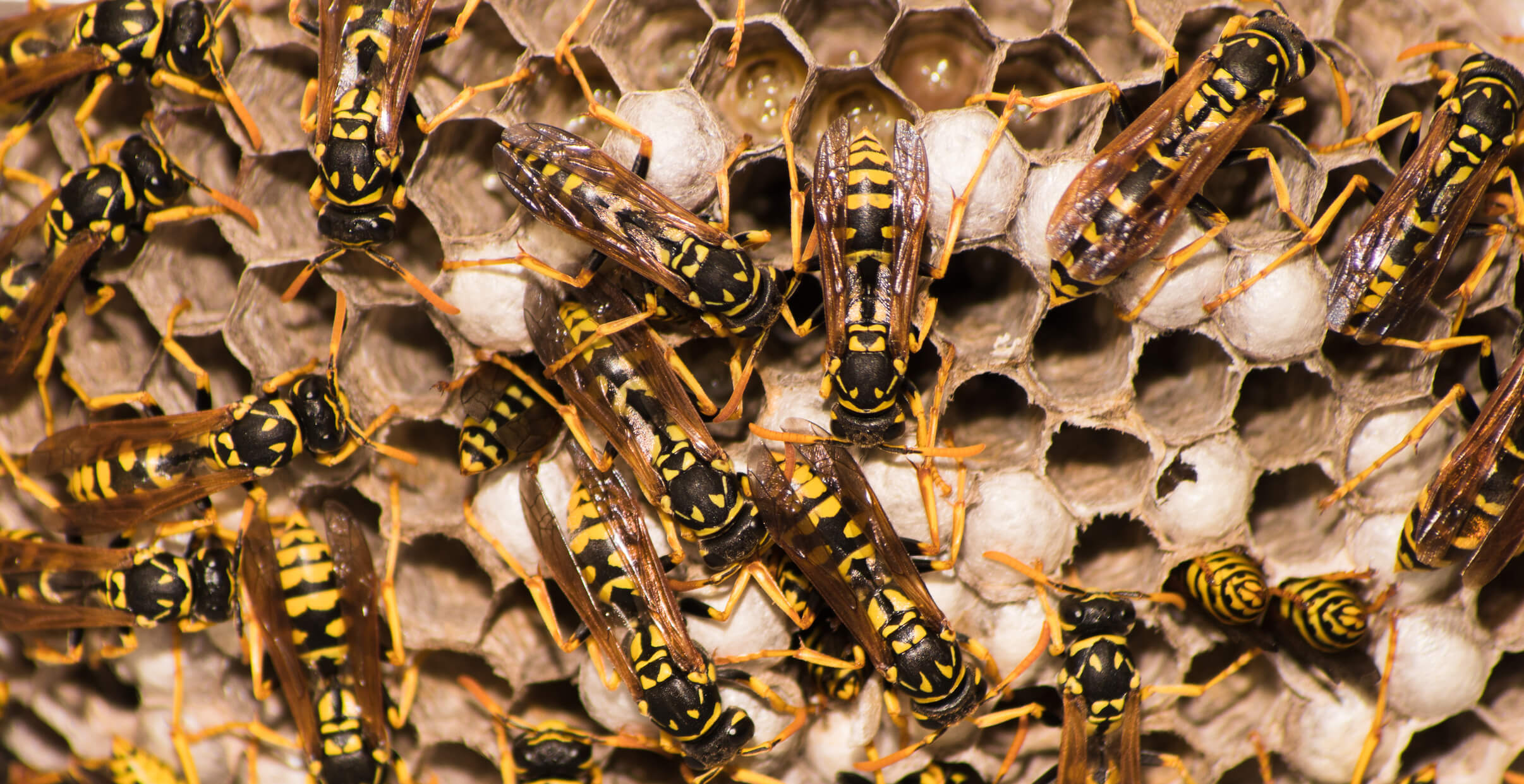 Wasp Extermination
