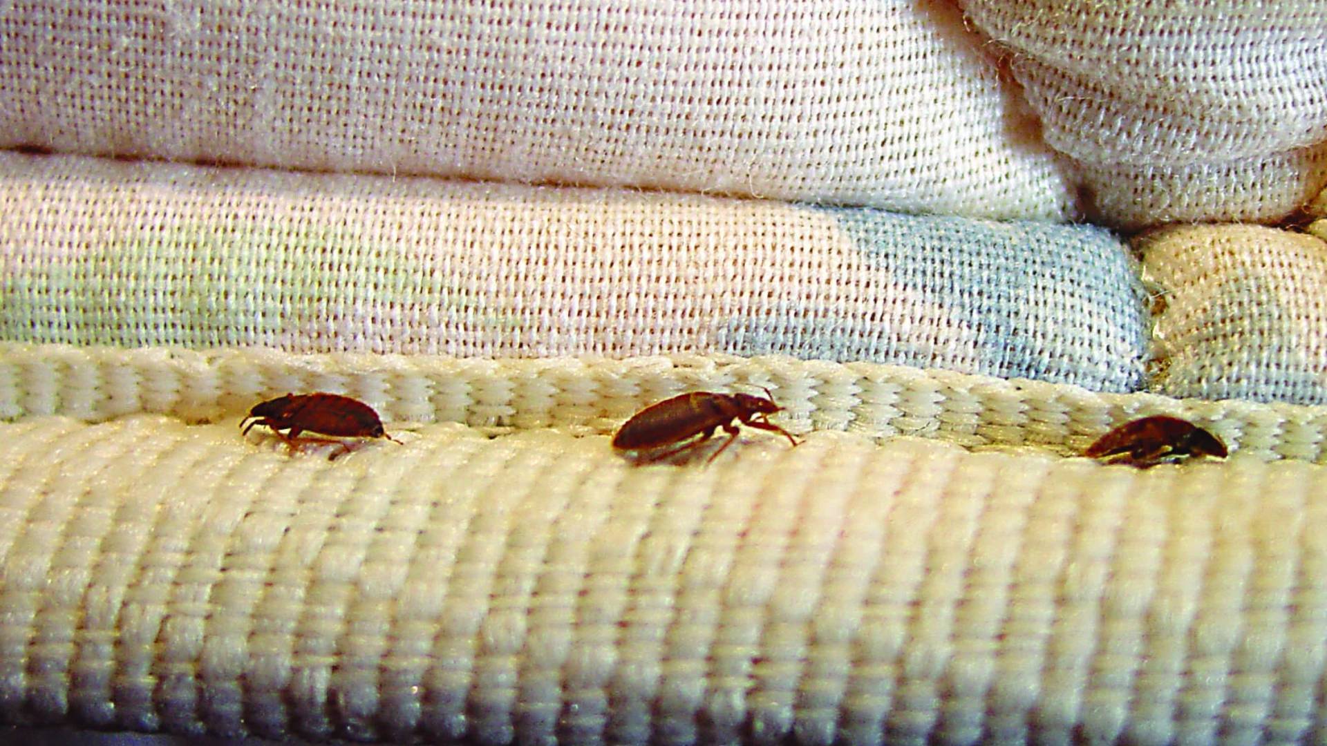 Bed Bug Extermination in Newark, NJ | Fast & Safe