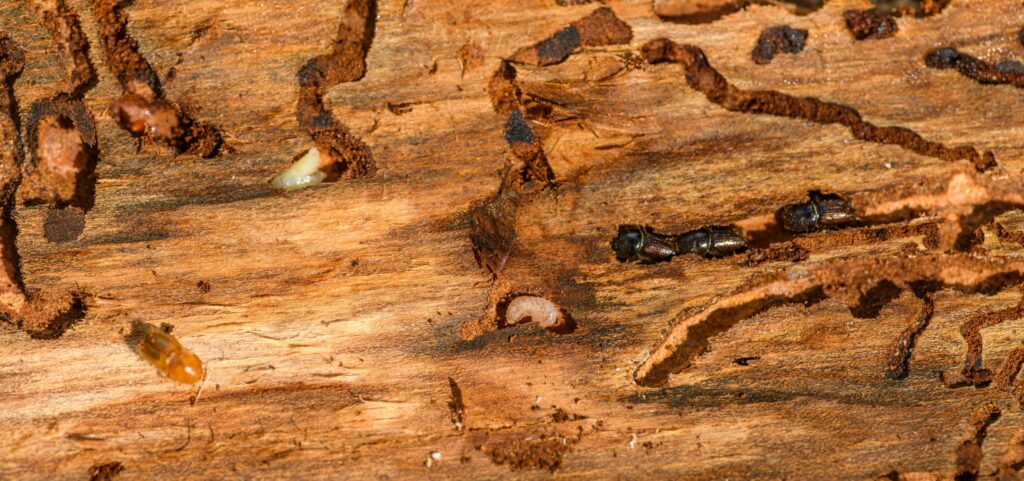 drywood termite