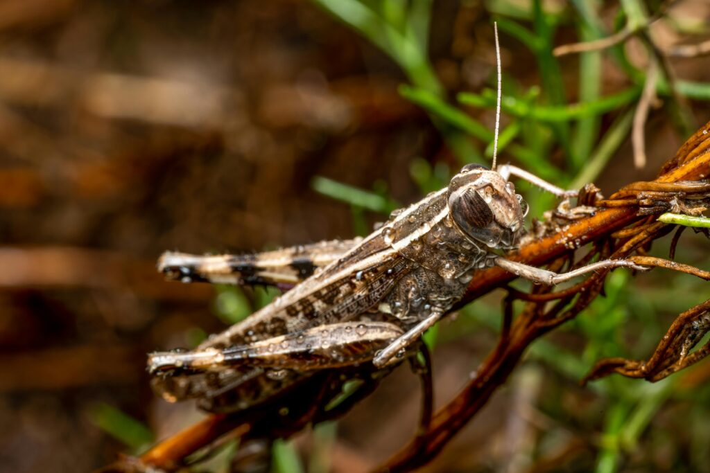 Terminate Extermination