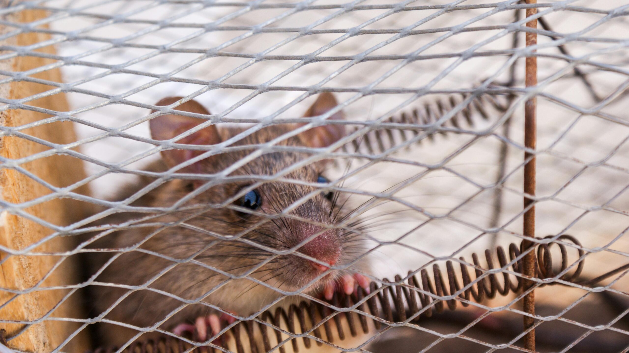 Rodent Removal Services | Protect Your Home from Rats & Mice