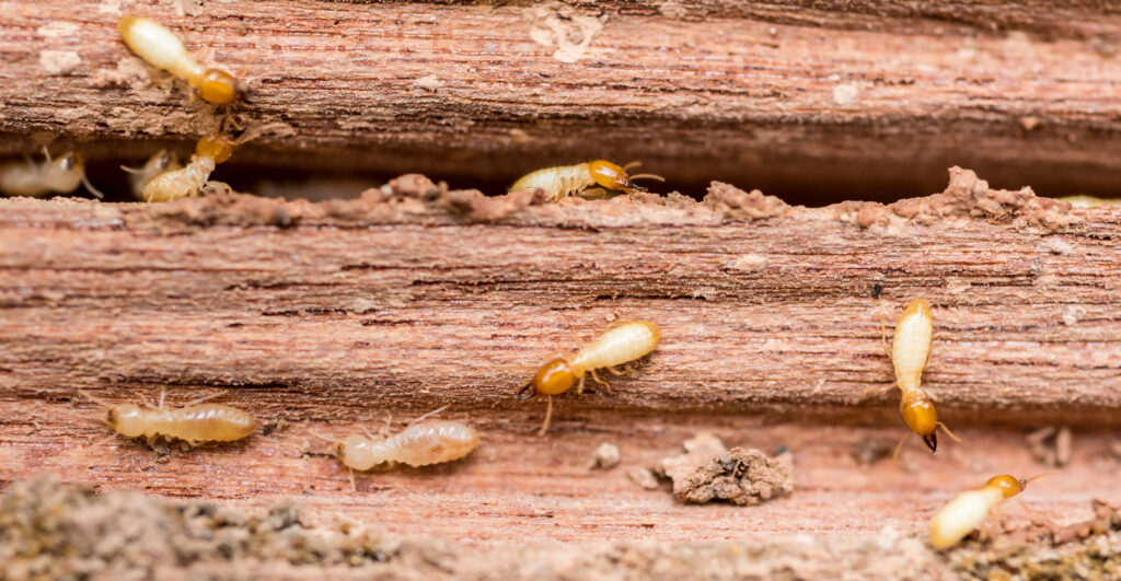Termite Extermination